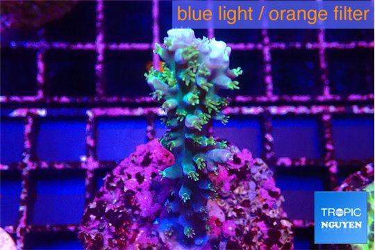 Acropora joker 3-5 cm WYSIWYG acclimaté