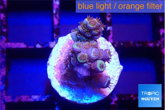 Acropora tenuis purple 1-2 cm WYSIWYG acclimaté