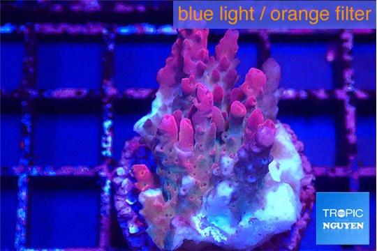 Acropora full pink Fijii 3-4 cm WYSIWYG acclimaté