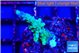 Acropora green purple tip 2-3 cm WYSIWYG acclimaté
