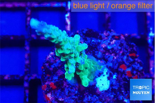 Acropora green purple tip 2-3 cm WYSIWYG acclimaté