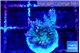 Acropora tenuis blue ice 3-4 cm WYSIWYG acclimaté