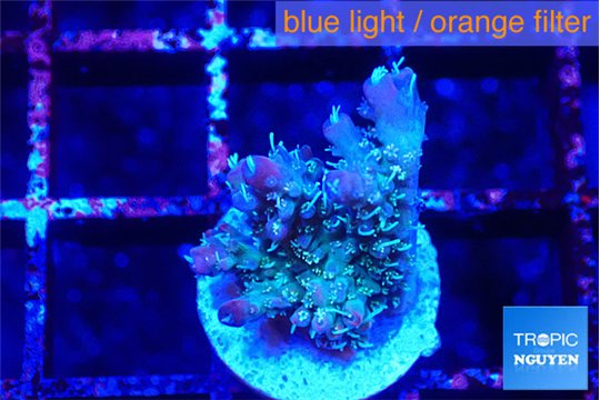 Acropora tenuis blue ice 3-4 cm WYSIWYG acclimaté