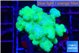 Pocillopora verrucosa toxic green 3-4 cm WYSIWYG acclimaté