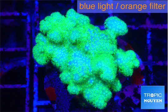 Pocillopora verrucosa toxic green 3-4 cm WYSIWYG acclimaté