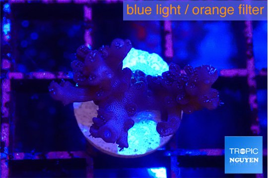Acropora lady purple 2-3 cm WYSIWYG acclimaté