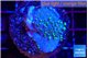 Sarcophython full neon green polyps Australia 3-4 cm WYSIWYG acclimaté