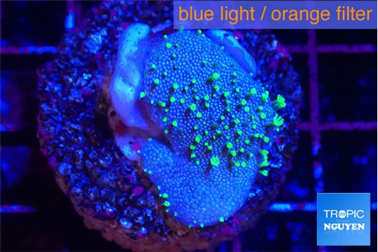 Sarcophython full neon green polyps Australia 3-4 cm WYSIWYG acclimaté