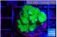 Pocillopora verrucosa toxic green 3-4 cm WYSIWYG acclimaté