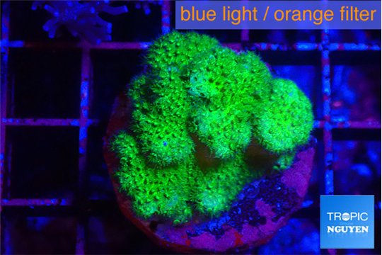 Pocillopora verrucosa toxic green 3-4 cm WYSIWYG acclimaté