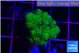 Pocillopora verrucosa toxic green 2-3 cm WYSIWYG acclimaté