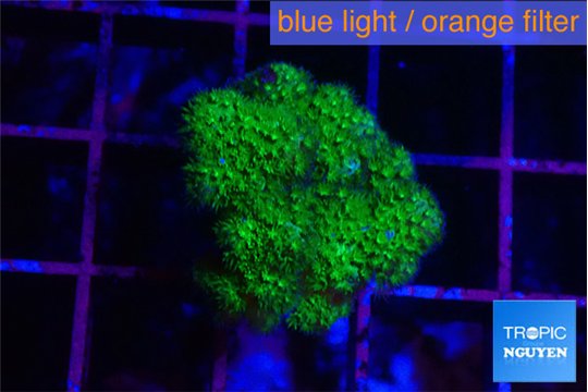 Pocillopora verrucosa toxic green 2-3 cm WYSIWYG acclimaté
