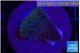 Montipora purple & blue polyps 2-3 cm WYSIWYG acclimaté