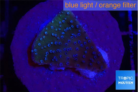 Montipora purple & blue polyps 2-3 cm WYSIWYG acclimaté