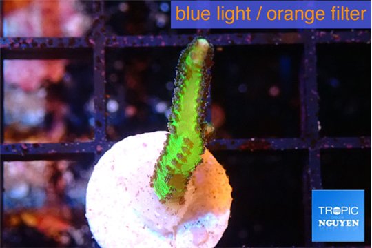 Seriatopora golden green 1-2 cm WYSIWYG acclimaté