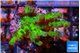 Acropora green 3-4 cm WYSIWYG acclimaté