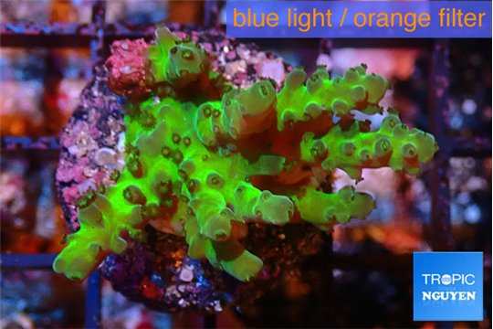 Acropora green 3-4 cm WYSIWYG acclimaté