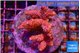 Acropora hyacinthus pink 5-7 cm WYSIWYG acclimaté