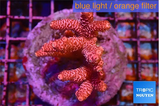 Acropora hyacinthus pink 5-7 cm WYSIWYG acclimaté