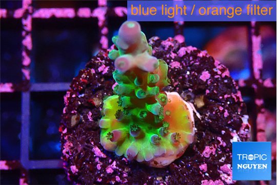 Acropora green purple tip 2-4 cm WYSIWYG acclimaté