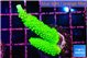 Acropora full neon green 3-5 cm WYSIWYG acclimaté