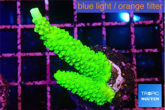Acropora full neon green 3-5 cm WYSIWYG acclimaté