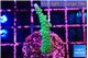 Acropora green 3-5 cm WYSIWYG acclimaté