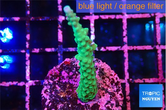Acropora green 3-5 cm WYSIWYG acclimaté