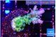 Acropora green purple tip 3-4 cm WYSIWYG acclimaté