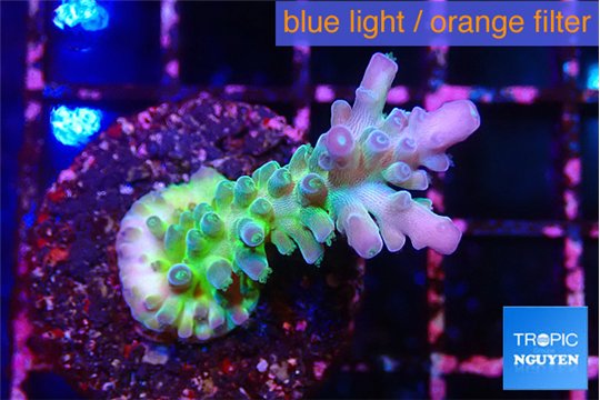 Acropora green purple tip 3-4 cm WYSIWYG acclimaté