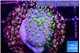 Sarcophython full neon green polyps Australia 2-3 cm WYSIWYG acclimaté