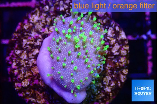 Sarcophython full neon green polyps Australia 2-3 cm WYSIWYG acclimaté