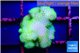 Pocillopora verrucosa toxic green 2-3 cm WYSIWYG acclimaté