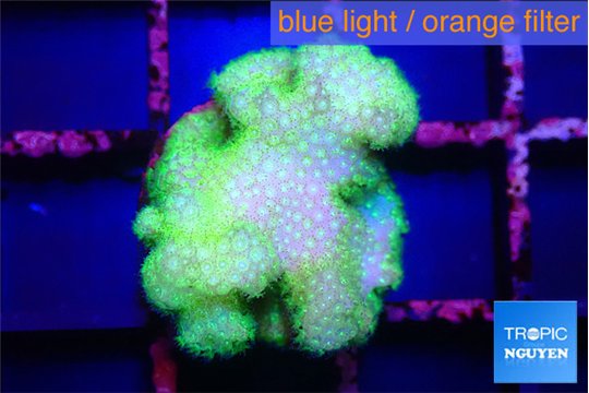Pocillopora verrucosa toxic green 2-3 cm WYSIWYG acclimaté