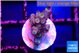 Acropora tenuis blue ice 1-2 cm WYSIWYG acclimaté