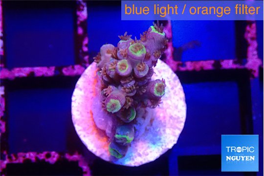Acropora tenuis blue ice 1-2 cm WYSIWYG acclimaté