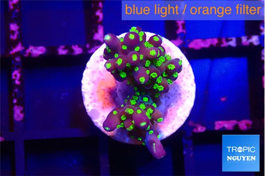 Acropora nana 1-2 cm WYSIWYG acclimaté