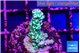 Acropora green ice & purple tip 2-4 cm WYSIWYG acclimaté