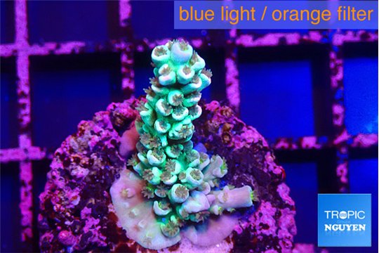 Acropora green ice & purple tip 2-4 cm WYSIWYG acclimaté