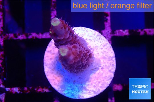 Acropora millepora golden tip 1-2 cm WYSIWYG acclimaté