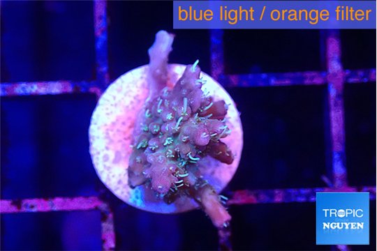 Acropora purple green polyps 1-2 cm WYSIWYG acclimaté