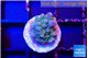 Acropora rainbow 1-2 cm WYSIWYG acclimaté
