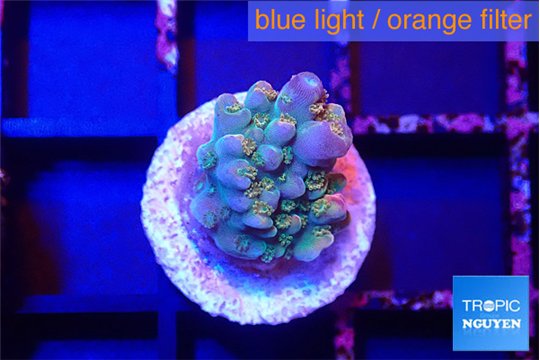 Acropora rainbow 1-2 cm WYSIWYG acclimaté