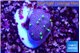 Sarcophython full neon green polyps Australia 1-2 cm WYSIWYG acclimaté