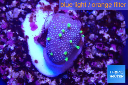 Sarcophython full neon green polyps Australia 1-2 cm WYSIWYG acclimaté