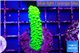 Acropora full neon green 3-4 cm WYSIWYG acclimaté