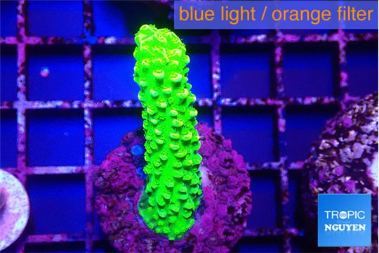 Acropora full neon green 3-4 cm WYSIWYG acclimaté