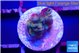 Acropora rainbow 1-2 cm WYSIWYG acclimaté