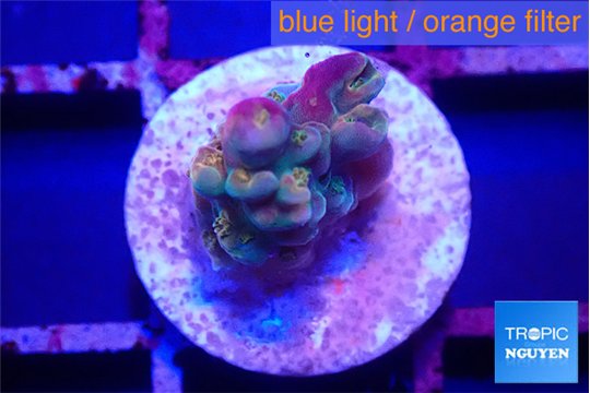 Acropora rainbow 1-2 cm WYSIWYG acclimaté
