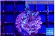 Acropora strawberry short cake 2-4 cm WYSIWYG acclimaté